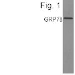 GRP78 Antibody in Western Blot (WB)