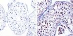 nNOS Antibody in Immunohistochemistry (Paraffin) (IHC (P))