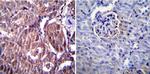 RAGE Antibody in Immunohistochemistry (Paraffin) (IHC (P))