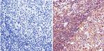 LIN28A Antibody in Immunohistochemistry (IHC)