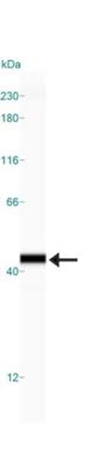 APE1 Antibody in Western Blot (WB)