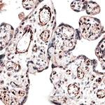 IREB2 Antibody in Immunohistochemistry (Paraffin) (IHC (P))