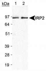 IREB2 Antibody in Western Blot (WB)