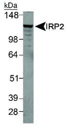 IREB2 Antibody in Western Blot (WB)