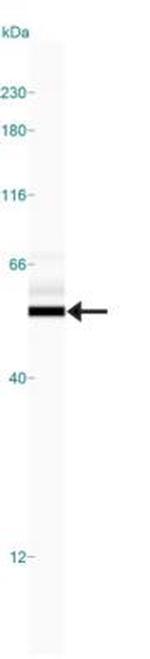 beta Tubulin Antibody in Western Blot (WB)