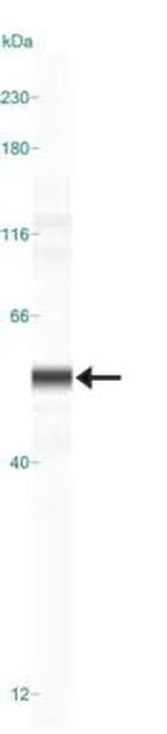 ADFP Antibody in Western Blot (WB)