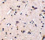 GFR alpha-1 Antibody in Immunohistochemistry (Paraffin) (IHC (P))