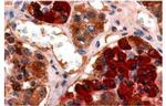 GHRHR Antibody in Immunohistochemistry (Paraffin) (IHC (P))