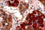 GHRHR Antibody in Immunohistochemistry (Paraffin) (IHC (P))