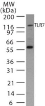 TLR7 Antibody in Western Blot (WB)