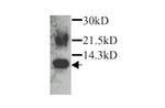 Eotaxin Antibody in Western Blot (WB)