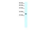 Claudin 13 Antibody in Western Blot (WB)