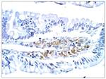 PGCD Antibody in Immunohistochemistry (Paraffin) (IHC (P))