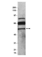 PEDF Antibody in Western Blot (WB)