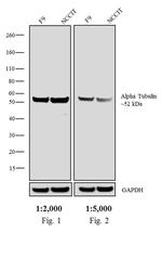 Rat IgG (H+L) Secondary Antibody in Western Blot (WB)