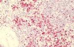 GPR84 Antibody in Immunohistochemistry (Paraffin) (IHC (P))