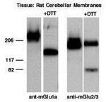 mGluR2/mGluR3 Antibody in Western Blot (WB)