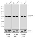 Rat IgG (H+L) Secondary Antibody in Western Blot (WB)