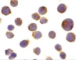 DR4 Antibody in Immunocytochemistry (ICC/IF)