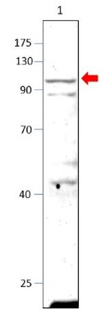 PDE10A Antibody in Western Blot (WB)