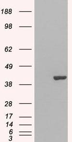 GRAP2 Antibody in Western Blot (WB)