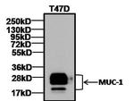 Armenian Hamster IgG (H+L) Secondary Antibody in Western Blot (WB)