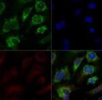 ABCA1 Antibody in Immunocytochemistry (ICC/IF)