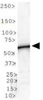 PLTP Antibody in Western Blot (WB)