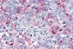 OR10R2 Antibody in Immunohistochemistry (Paraffin) (IHC (P))