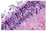 mGluR6 Antibody in Immunohistochemistry (Paraffin) (IHC (P))