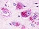 RXFP4 Antibody in Immunohistochemistry (Paraffin) (IHC (P))