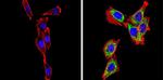 SREBP2 Antibody in Immunocytochemistry (ICC/IF)