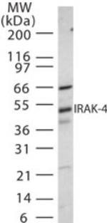 IRAK4 Antibody in Western Blot (WB)