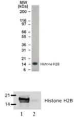 Histone H2B Antibody in Western Blot (WB)