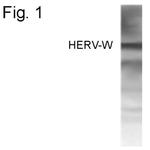 Human Endogenous Retrovirus Antibody in Western Blot (WB)