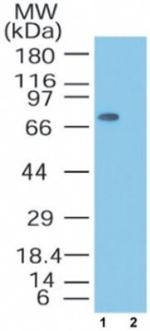 MTA2 Antibody in Western Blot (WB)