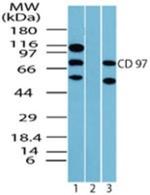 CD97 Antibody in Western Blot (WB)