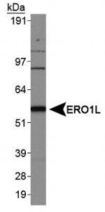 ERO1L Antibody in Western Blot (WB)