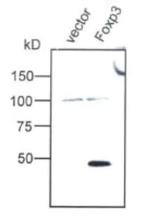 FOXP3 Antibody in Western Blot (WB)