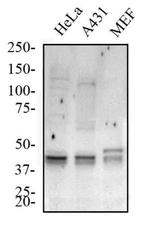 ATG5 Antibody in Western Blot (WB)