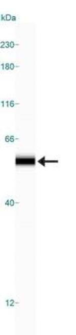 WWTR1 Antibody in Western Blot (WB)