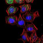 LC3B Antibody in Immunocytochemistry (ICC/IF)