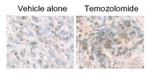 LC3B Antibody in Immunohistochemistry (Paraffin) (IHC (P))