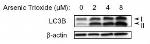 LC3B Antibody in Western Blot (WB)