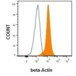 beta Actin Antibody in Flow Cytometry (Flow)