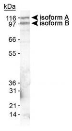 EPB41L3 Antibody in Western Blot (WB)