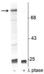 Phospho-c-Raf (Ser301) Antibody in Western Blot (WB)