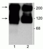 mGluR1/mGluR5 Antibody in Western Blot (WB)