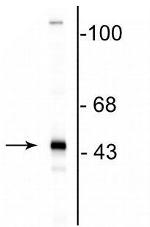 CNPase Antibody in Western Blot (WB)