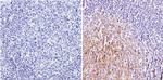 CNR2 Antibody in Immunohistochemistry (Paraffin) (IHC (P))